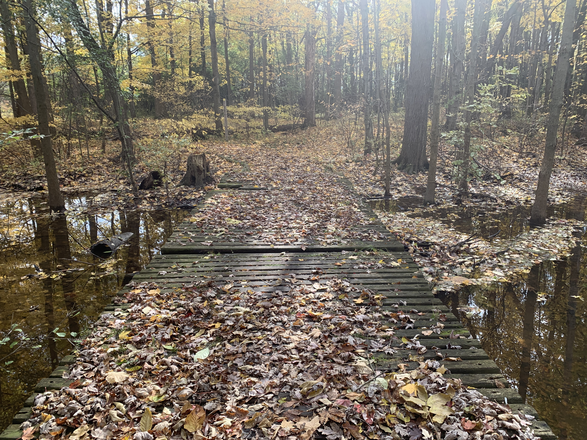 Trail with bridge